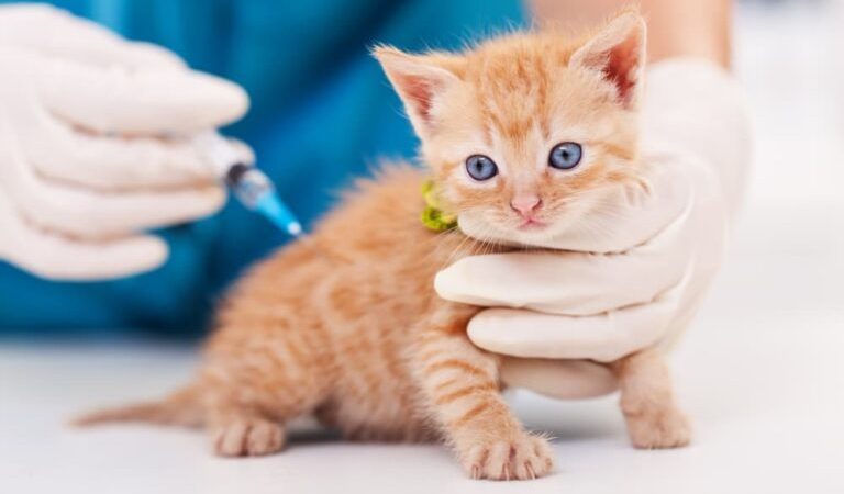 Vaccinations For Cats: All You Need To Know