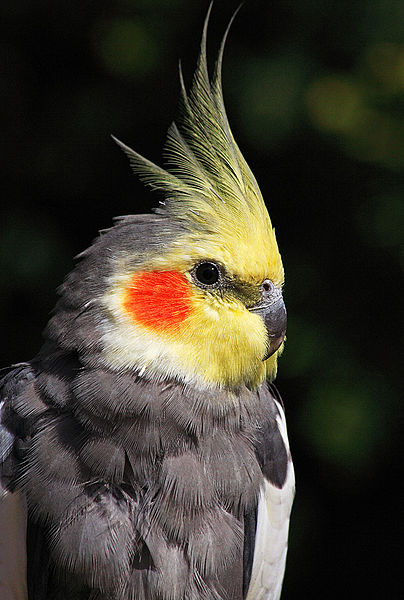 What Are The 5 Ways For Taking Proper Care Of A Cockatiel? 